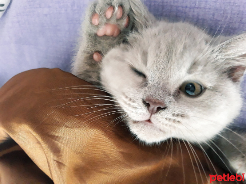 British Shorthair, Kedi  leo fotoğrafı