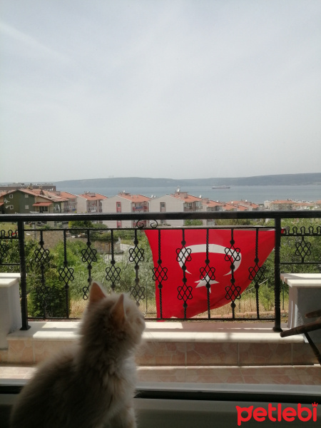 Tekir Kedi, Kedi  Leo fotoğrafı
