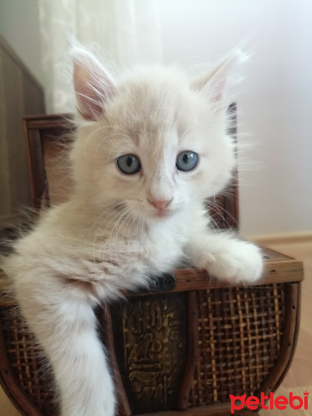 Tekir Kedi, Kedi  Leo fotoğrafı