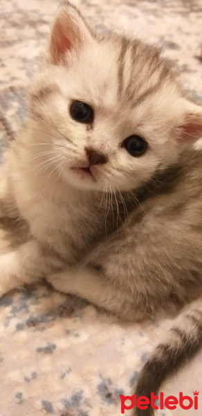 Scottish Fold, Kedi  Mimi fotoğrafı