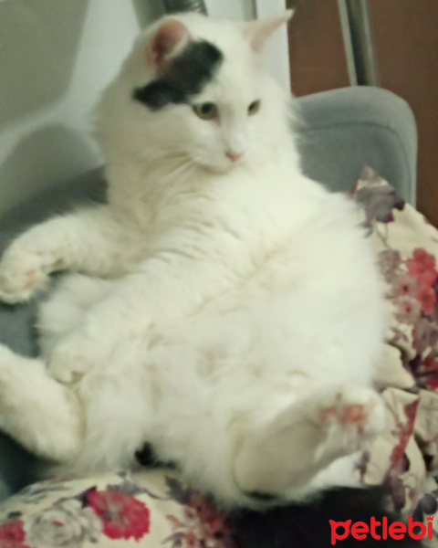 Kashmir , Kedi  Kaşmir fotoğrafı