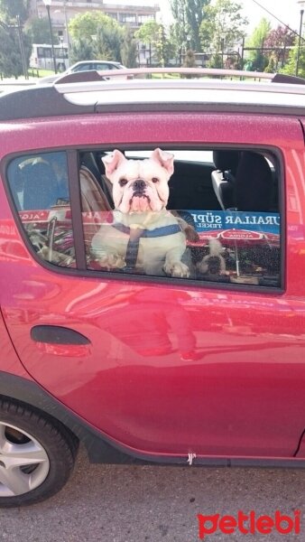 İngiliz Bulldog, Köpek  PAŞA fotoğrafı