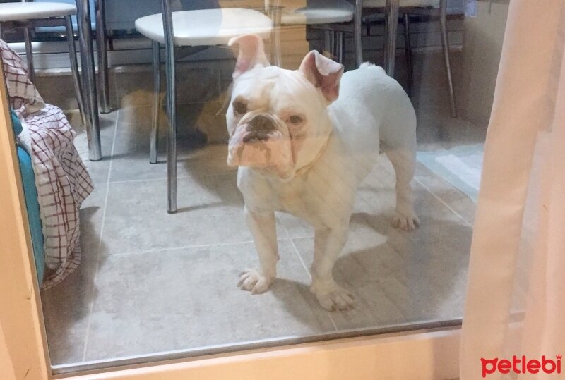 İngiliz Bulldog, Köpek  PAŞA fotoğrafı