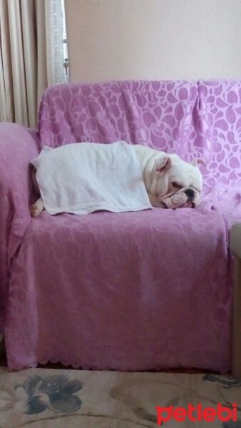 İngiliz Bulldog, Köpek  PAŞA fotoğrafı