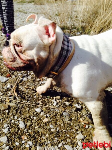 İngiliz Bulldog, Köpek  PAŞA fotoğrafı