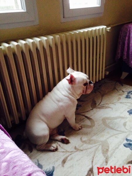 İngiliz Bulldog, Köpek  PAŞA fotoğrafı