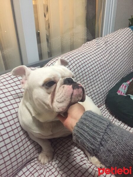 İngiliz Bulldog, Köpek  PAŞA fotoğrafı