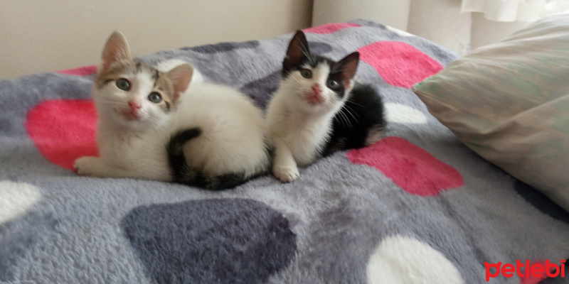 Tekir Kedi, Kedi  pamuk&simon fotoğrafı
