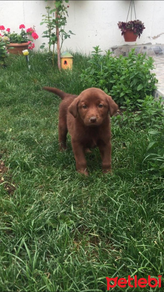 Labrador Retriever, Köpek  Tofi fotoğrafı