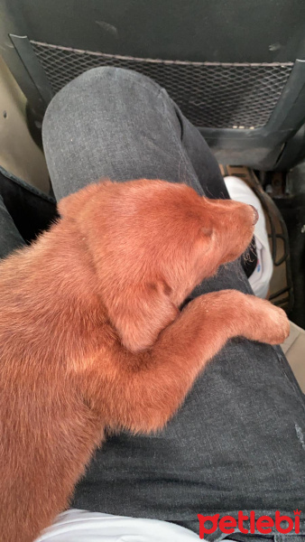 Labrador Retriever, Köpek  Tofi fotoğrafı