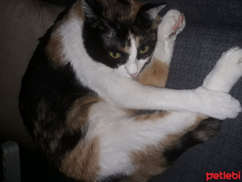 Tekir Kedi, Kedi  Zin fotoğrafı