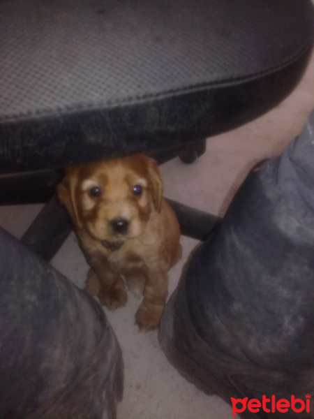 İngiliz Cocker Spaniel, Köpek  Şila fotoğrafı
