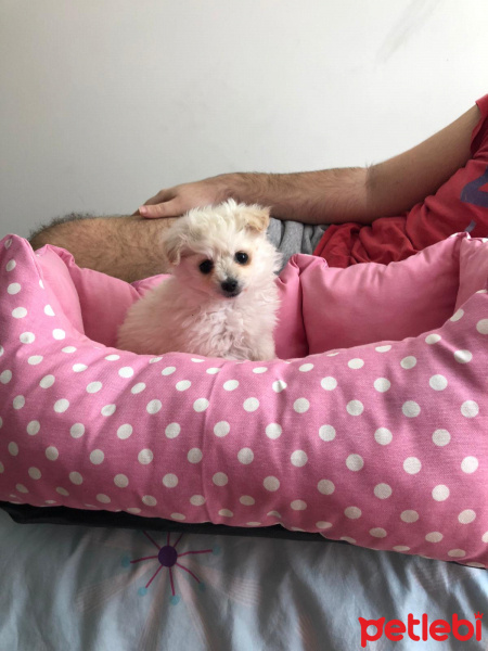 Maltese, Köpek  Sofi fotoğrafı