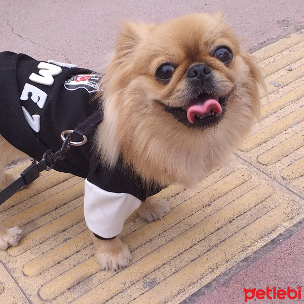 Pekingese, Köpek  Pekmez fotoğrafı
