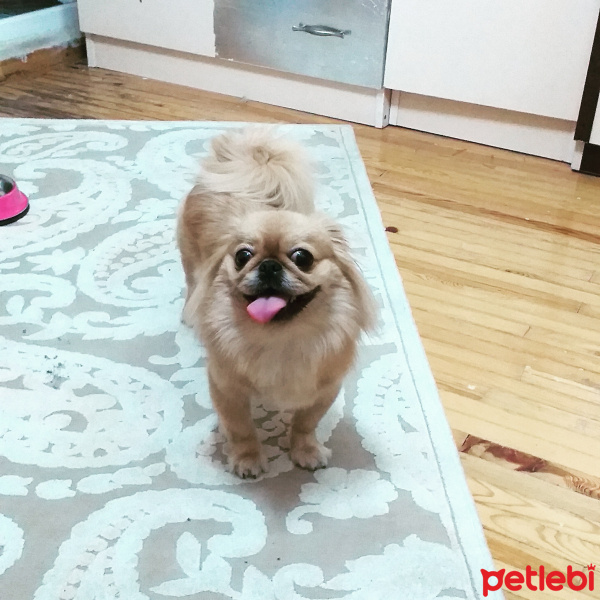 Pekingese, Köpek  Pekmez fotoğrafı