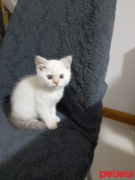 British Shorthair, Kedi  Behlül fotoğrafı