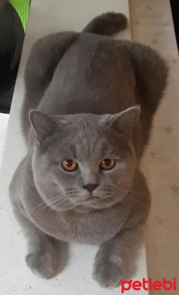 British Shorthair, Kedi  ari fotoğrafı