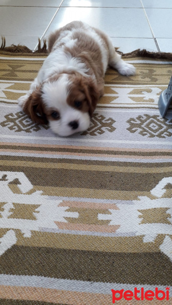 King Charles Spaniel, Köpek  Odin fotoğrafı