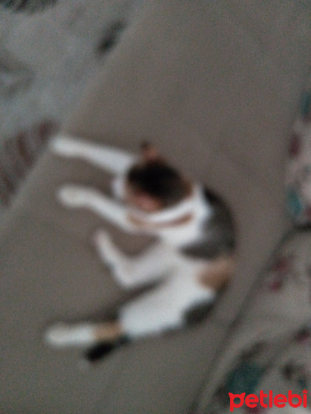 Tekir Kedi, Kedi  Lili fotoğrafı