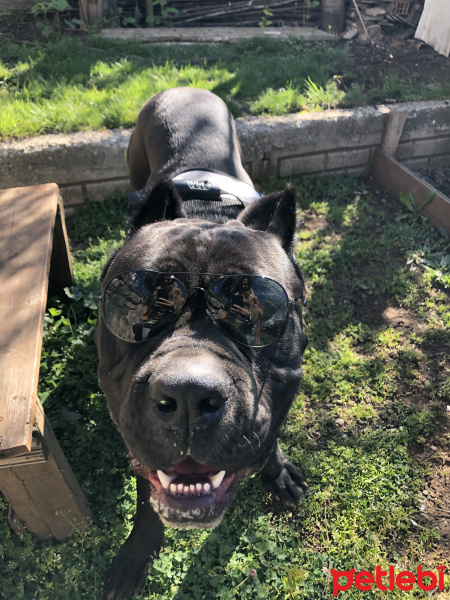 Cane Corso Italiano, Köpek  ayaz fotoğrafı