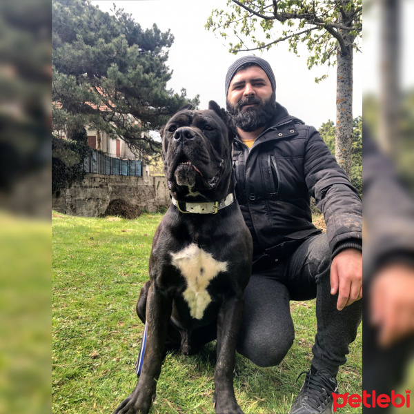 Cane Corso Italiano, Köpek  ayaz fotoğrafı