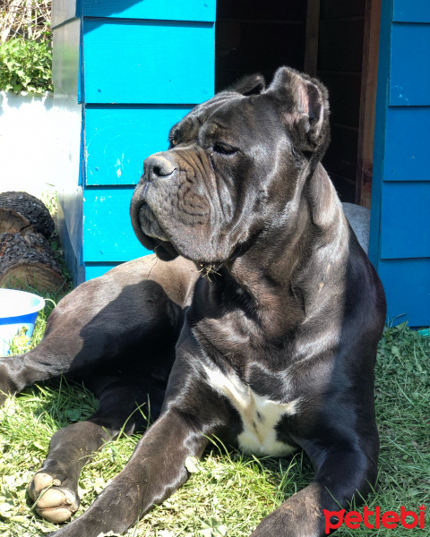 Cane Corso Italiano, Köpek  ayaz fotoğrafı