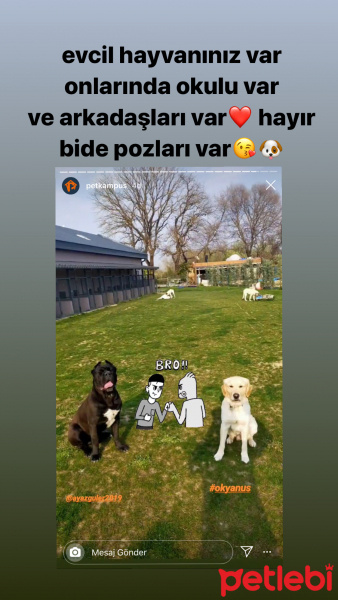 Cane Corso Italiano, Köpek  ayaz fotoğrafı