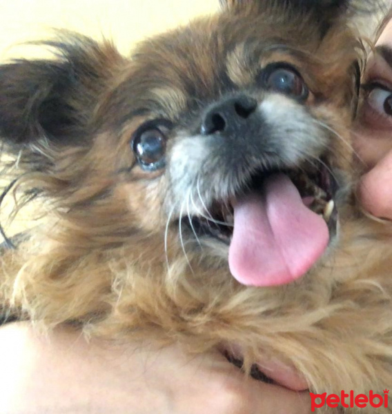 Pekingese, Köpek  tiffany fotoğrafı