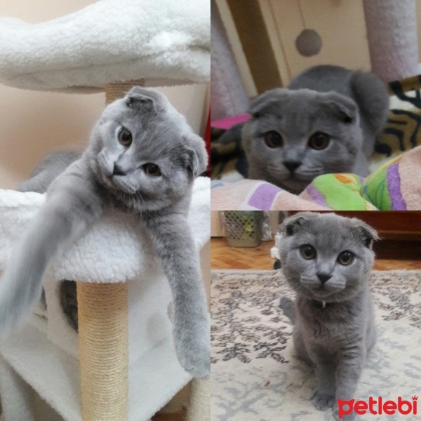 Scottish Fold, Kedi  Şakir oğlum fotoğrafı