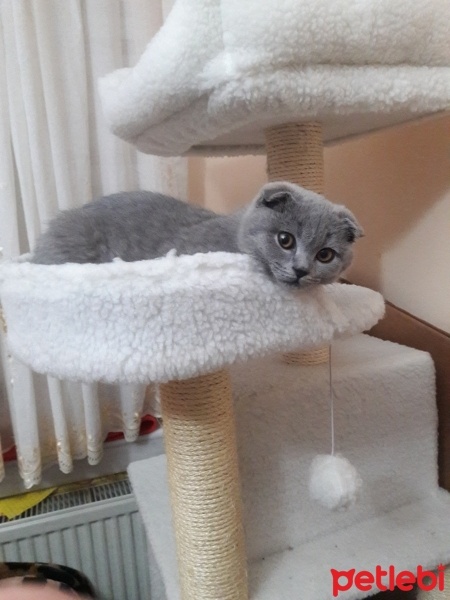 Scottish Fold, Kedi  Şakir oğlum fotoğrafı