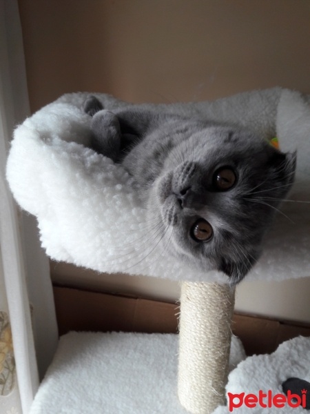 Scottish Fold, Kedi  Şakir oğlum fotoğrafı