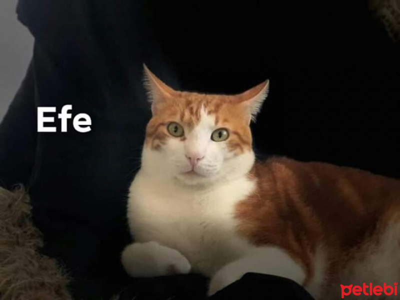 Sarman, Kedi  Efe fotoğrafı