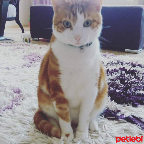 Sarman, Kedi  Efe fotoğrafı