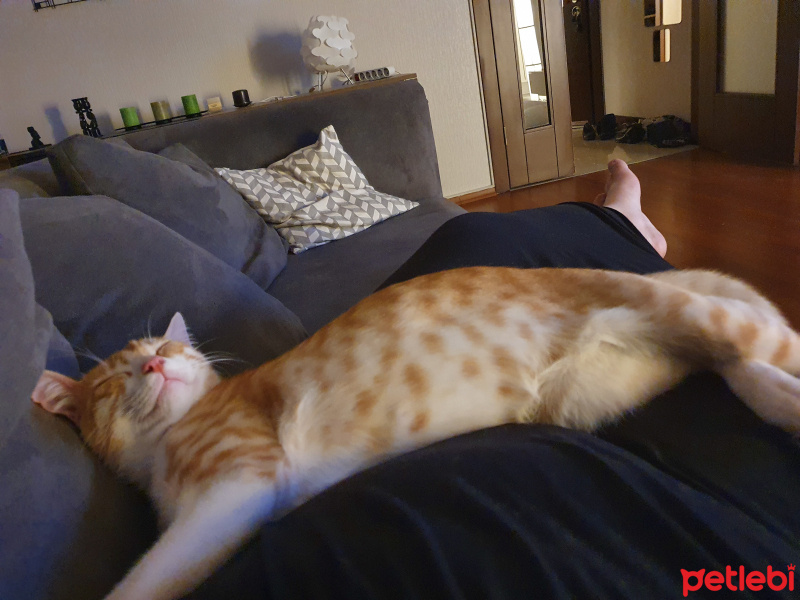 Sarman, Kedi  Leo fotoğrafı