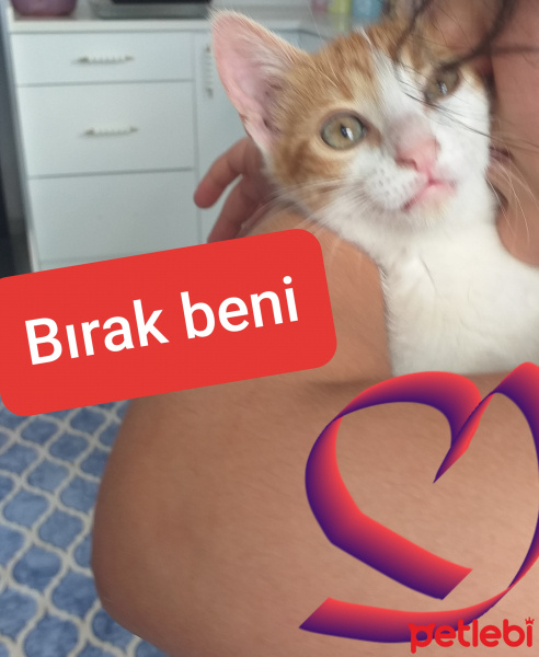 Sarman, Kedi  Merkür fotoğrafı