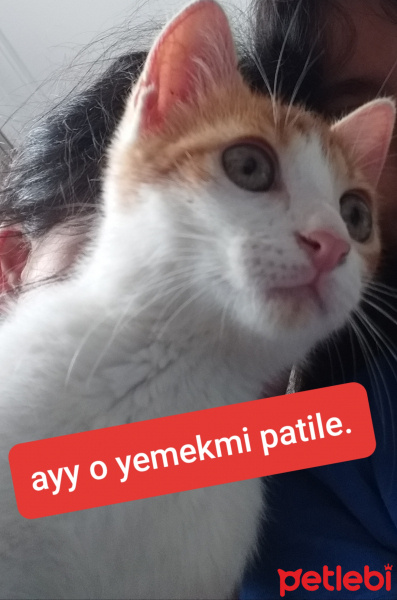 Sarman, Kedi  Merkür fotoğrafı