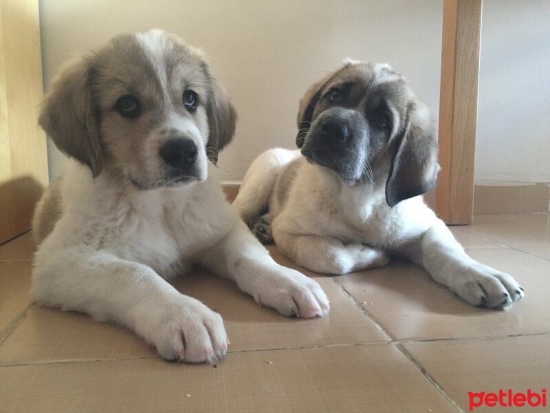 Kangal, Köpek  Carlos fotoğrafı