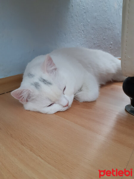 British Shorthair, Kedi  Mia fotoğrafı