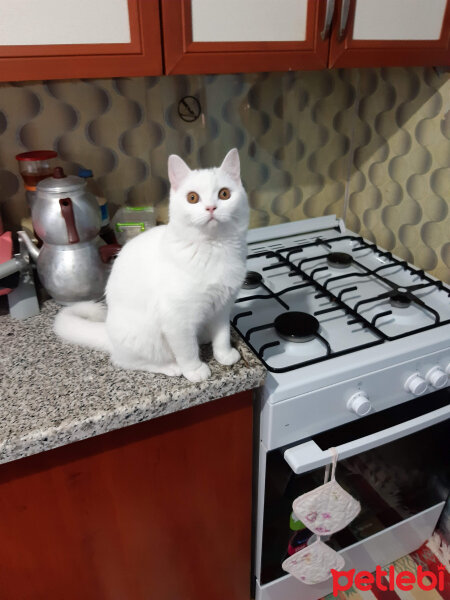 British Shorthair, Kedi  Mia fotoğrafı