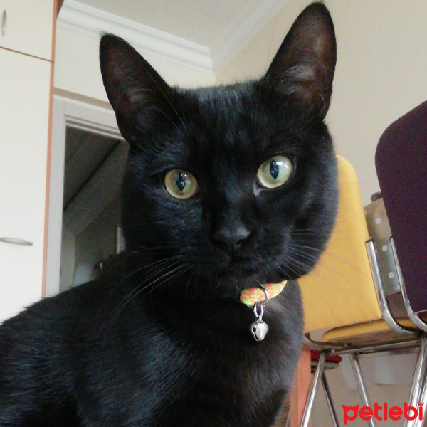 Tekir Kedi, Kedi  Mambo fotoğrafı