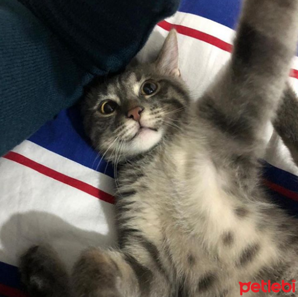 Tekir Kedi, Kedi  Carlos fotoğrafı