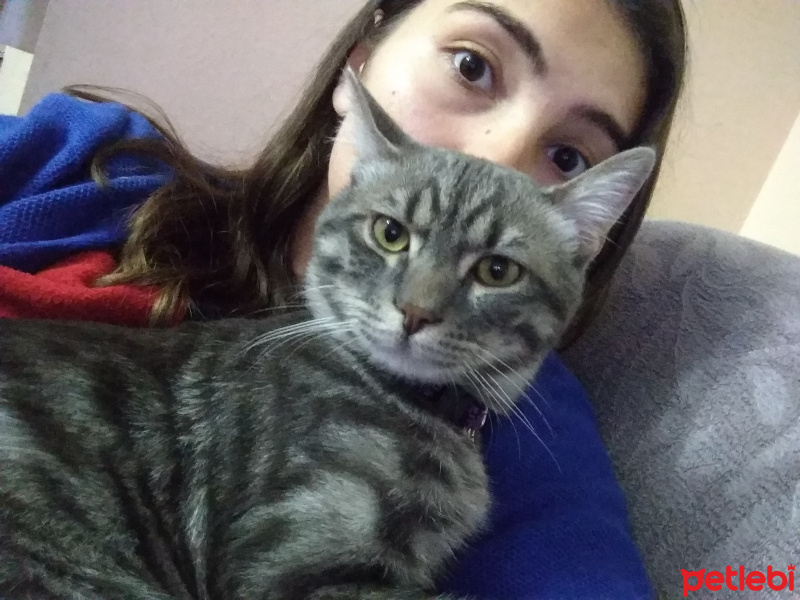 Tekir Kedi, Kedi  Carlos fotoğrafı