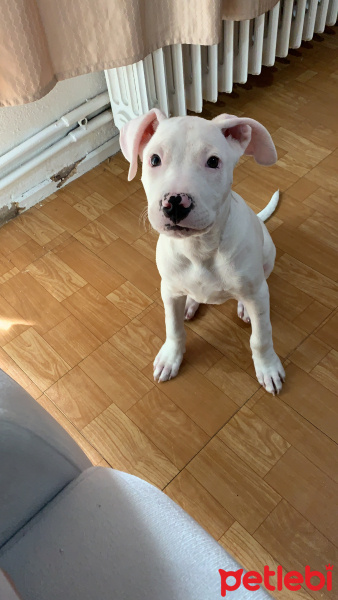Dogo Arjantin, Köpek  Reina fotoğrafı