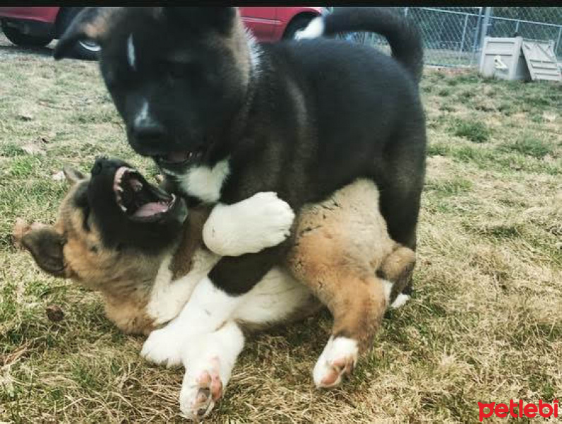 Akita İnu, Köpek  Teddy and daisy fotoğrafı