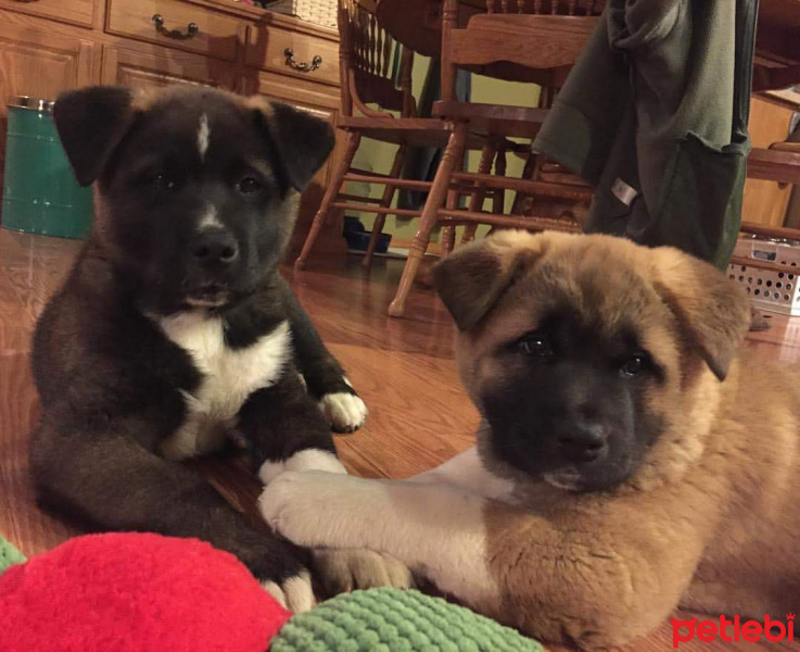 Akita İnu, Köpek  Teddy and daisy fotoğrafı