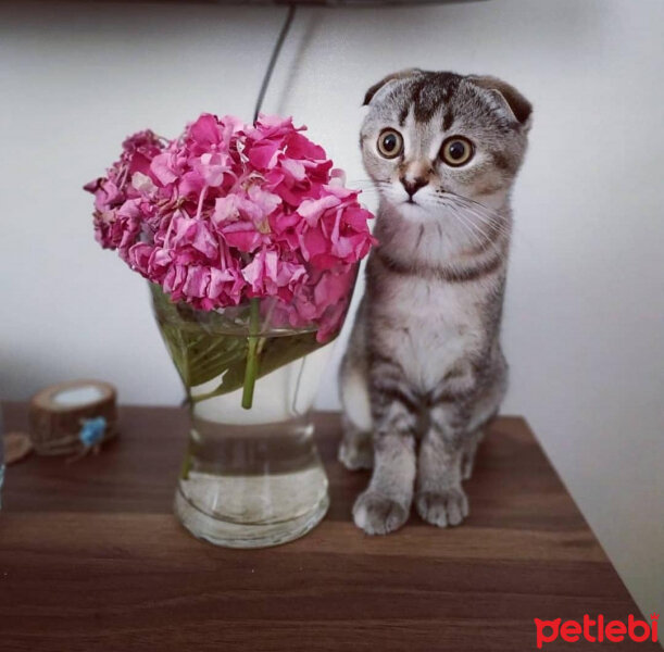 Scottish Fold, Kedi  Bade fotoğrafı