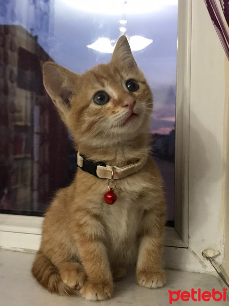 Tekir Kedi, Kedi  Şopi fotoğrafı