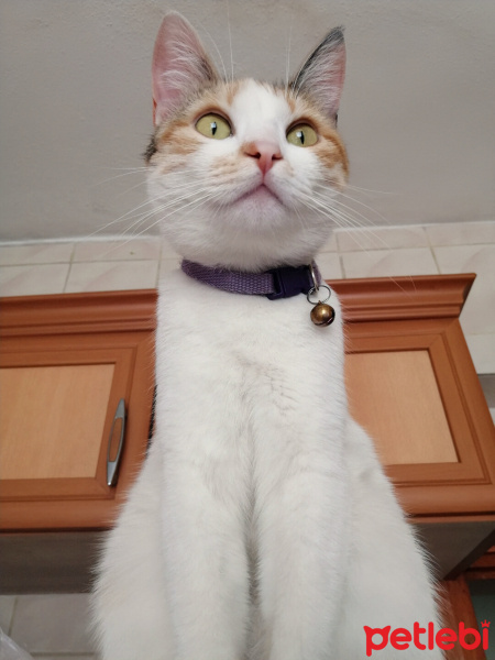 Tekir Kedi, Kedi  Tarçın fotoğrafı