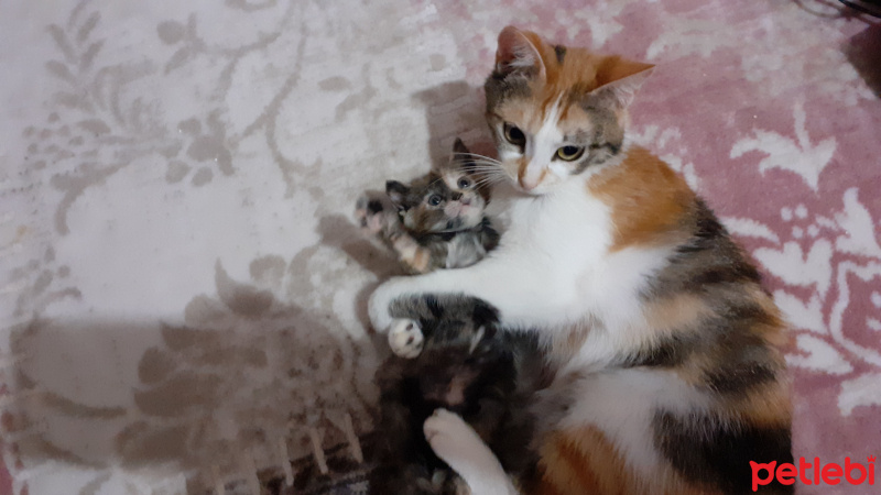 Tekir Kedi, Kedi  Yavru fotoğrafı