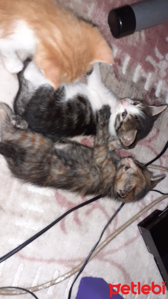 Tekir Kedi, Kedi  Yavru fotoğrafı